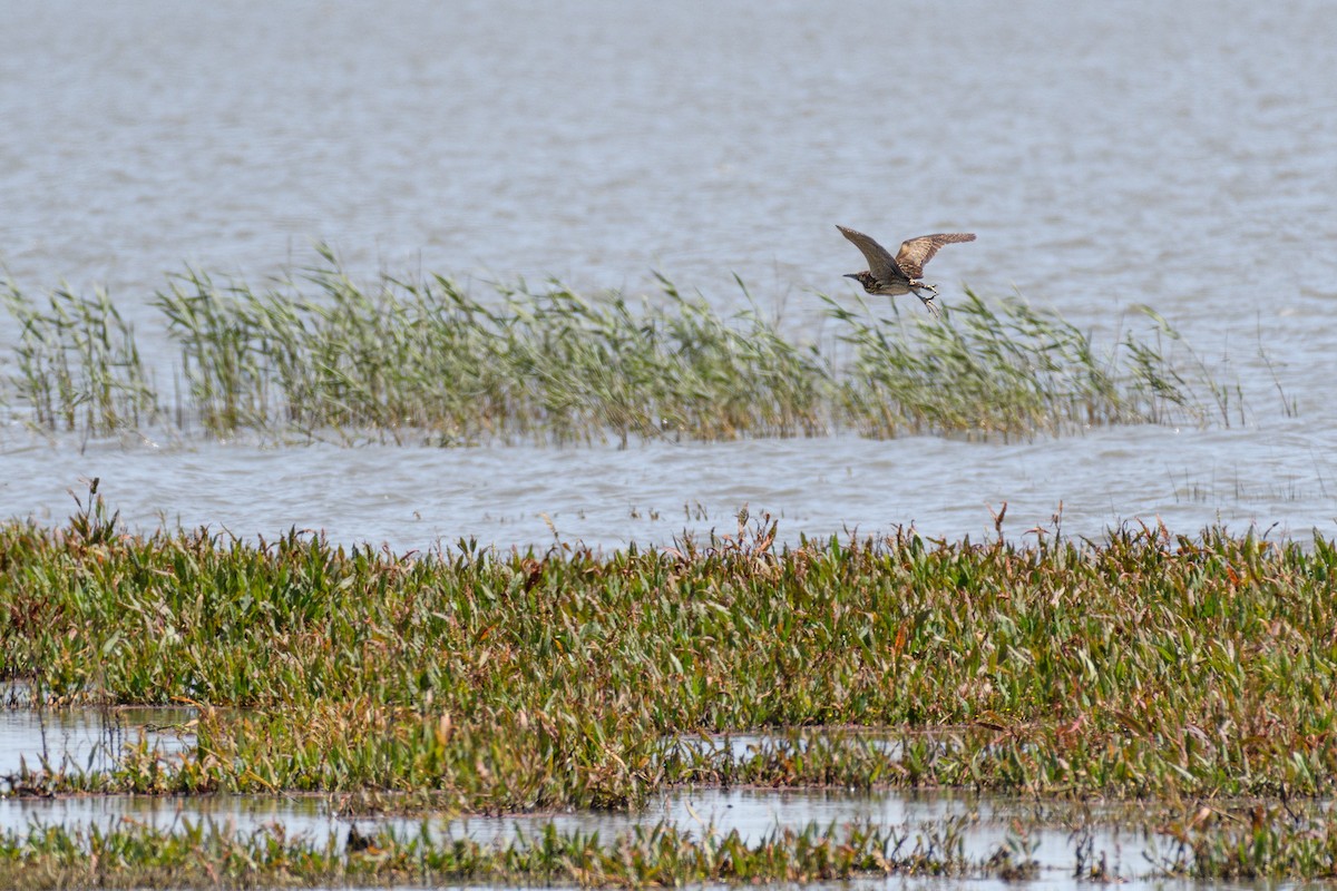 Australasian Bittern - ML290339501