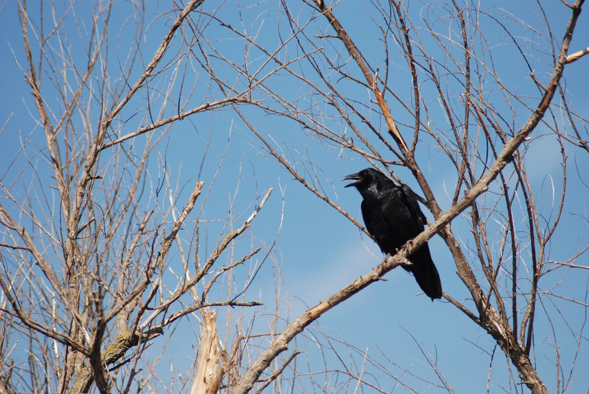 Common Raven - ML290341931