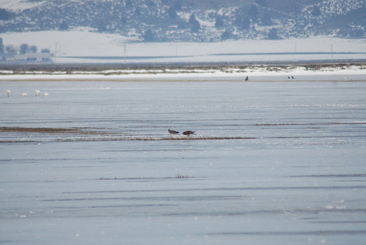 Northern Harrier - ML290341971