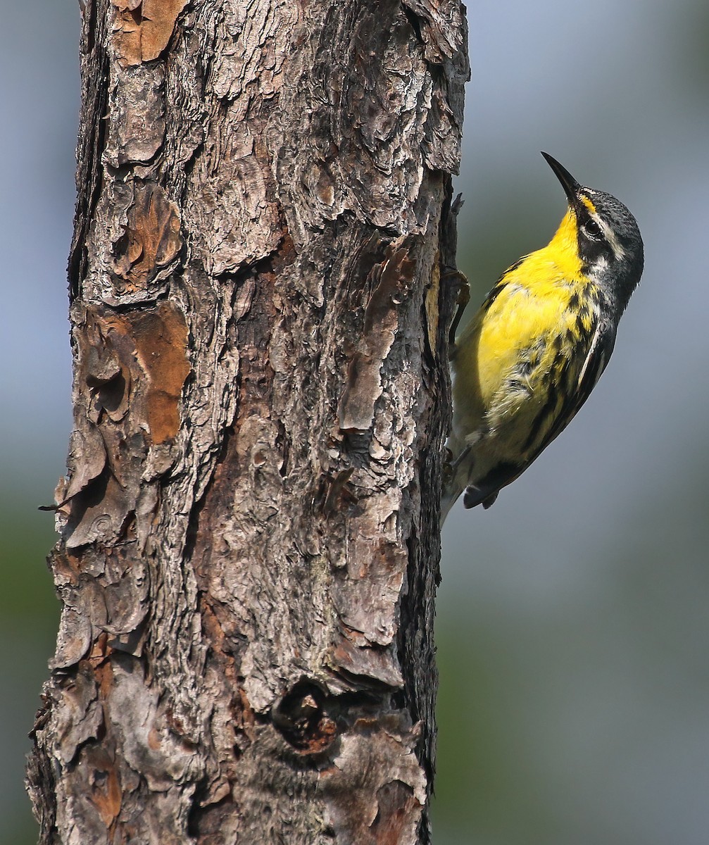 Bahama Warbler - ML29034301