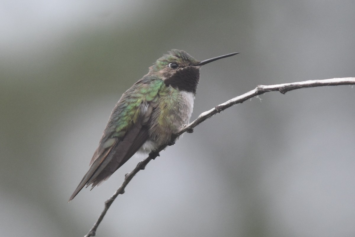 Broad-tailed Hummingbird - Caleb Strand