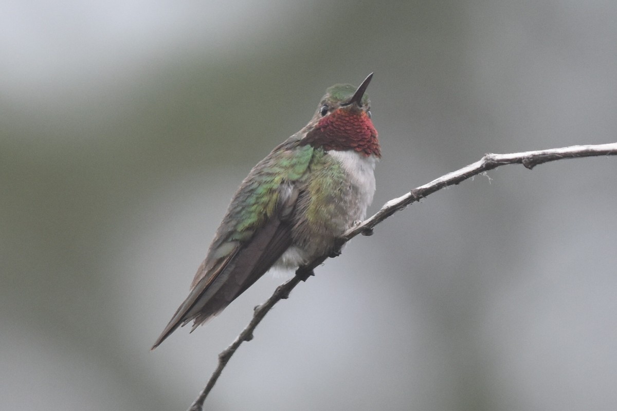 Broad-tailed Hummingbird - Caleb Strand