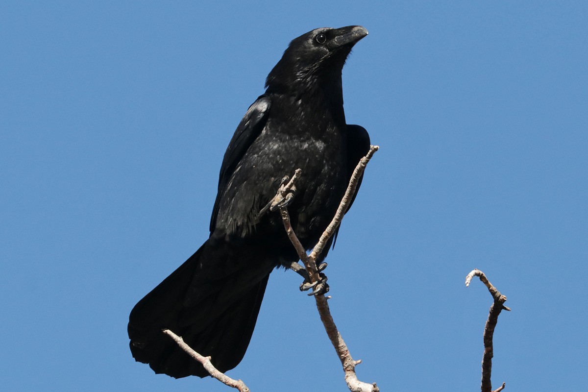 Chihuahuan Raven - ML290343101