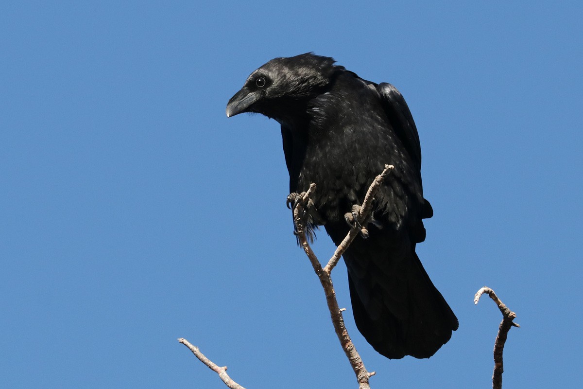 Chihuahuan Raven - ML290343111