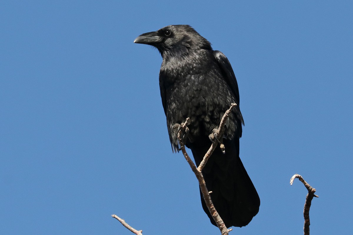 Chihuahuan Raven - ML290343121