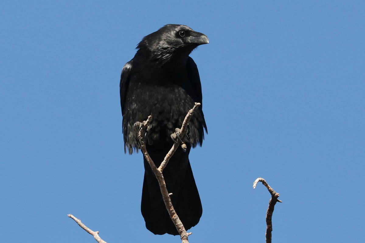 Chihuahuan Raven - ML290343131