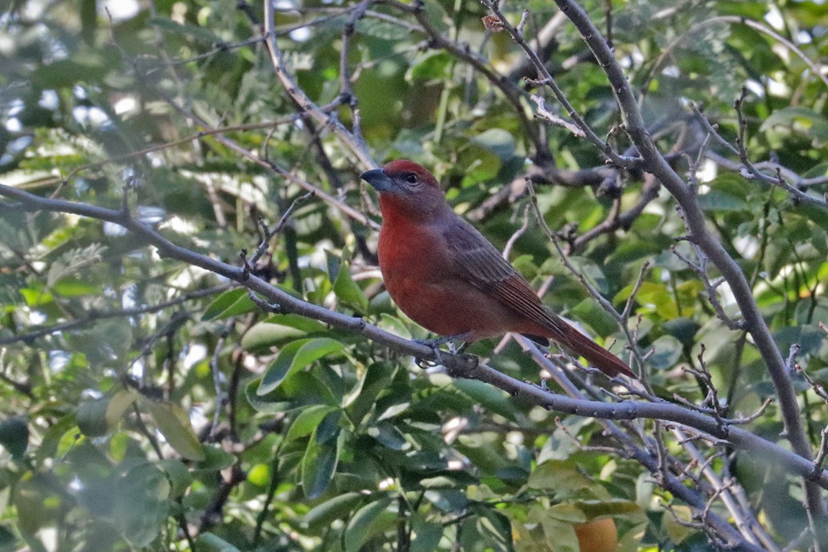 Hepatic Tanager (Northern) - ML290343171