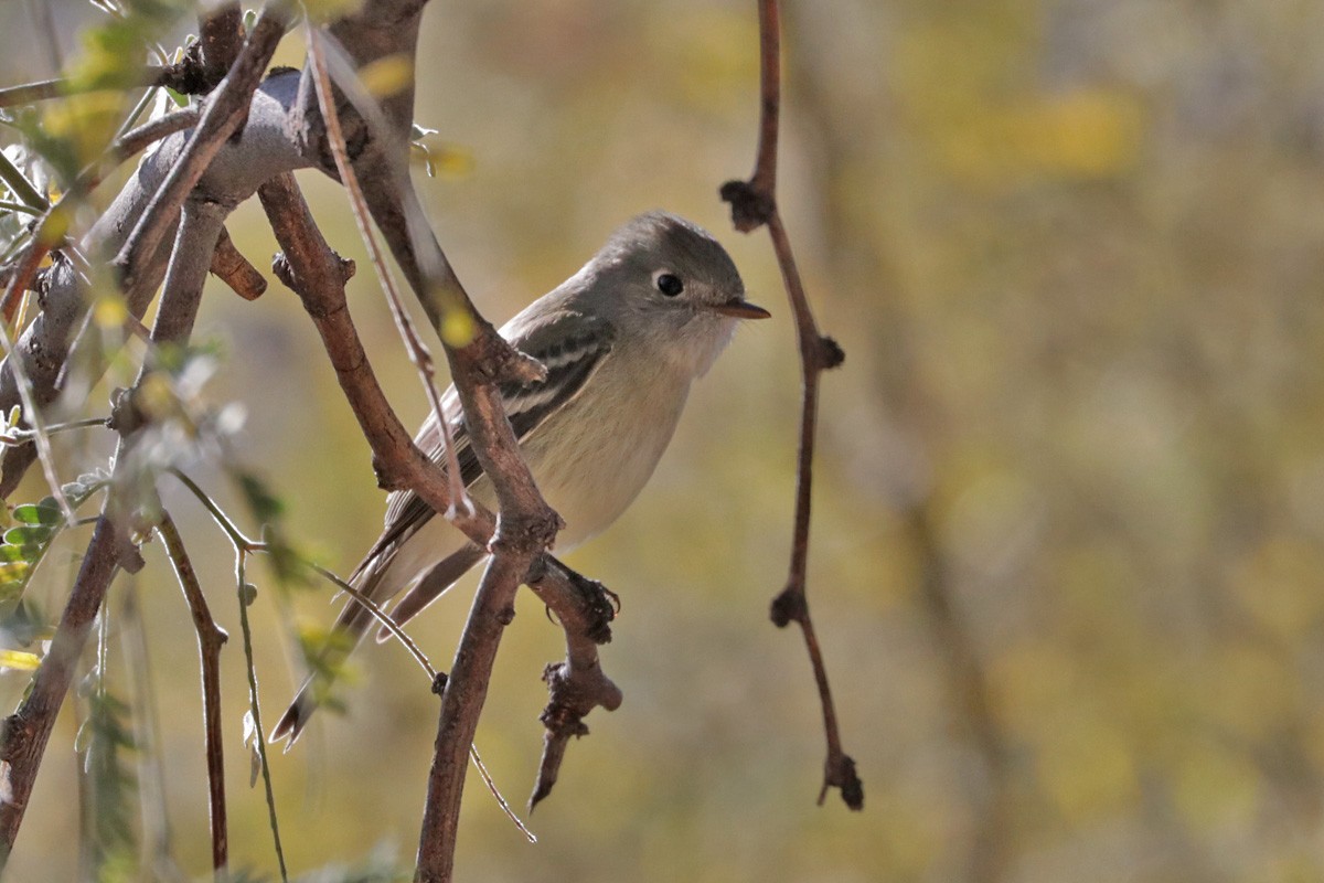 Hammond's Flycatcher - ML290343221