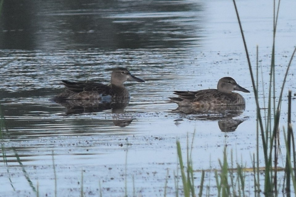 Blue-winged Teal - ML290343381