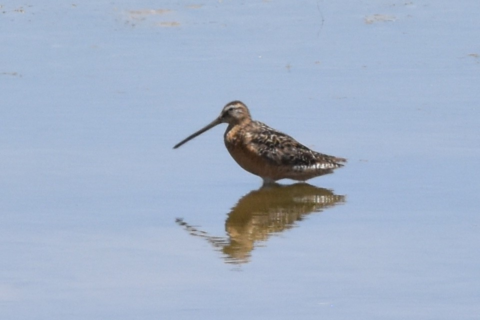 Long-billed Dowitcher - ML290343621