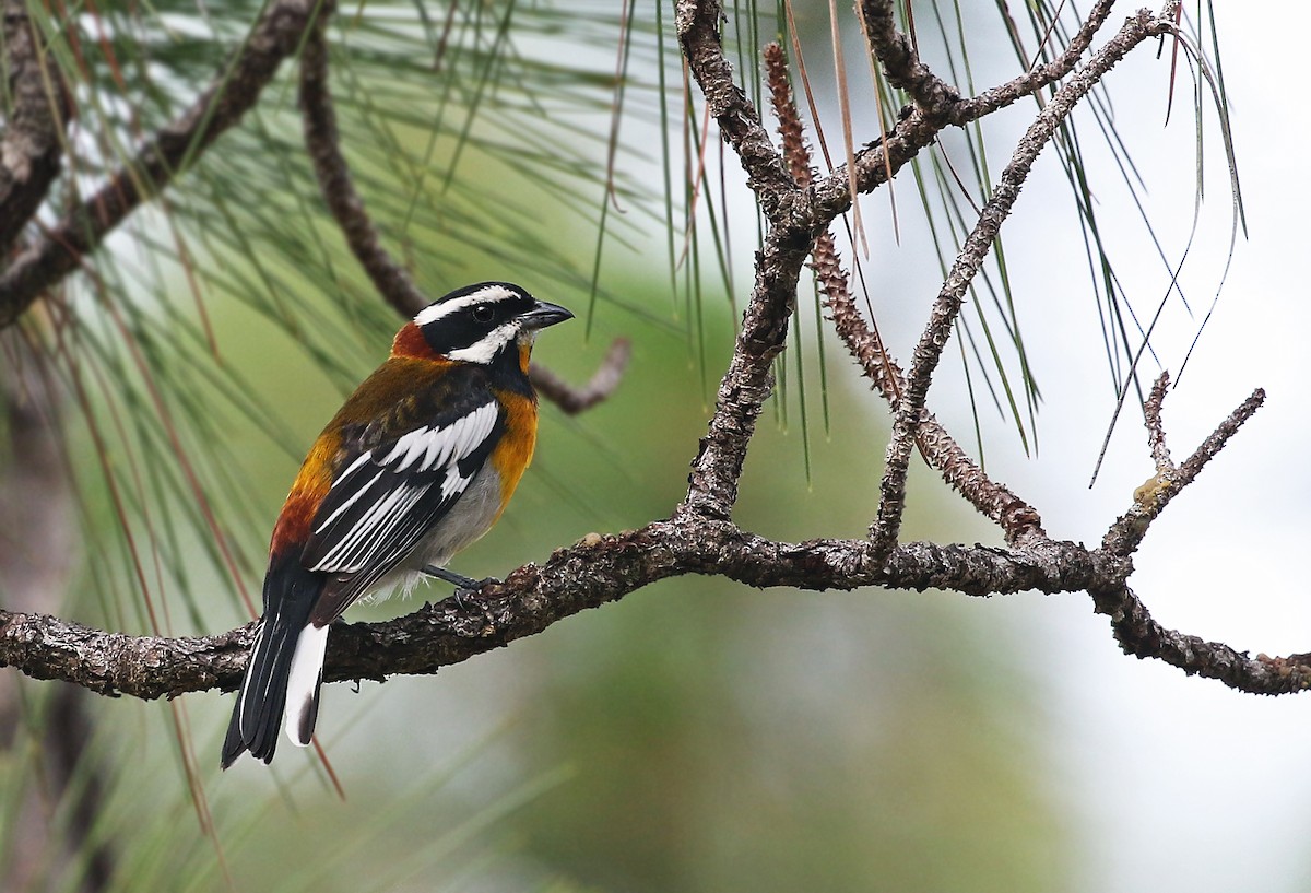 Western Spindalis (Bahamas Green-backed) - Andrew Spencer