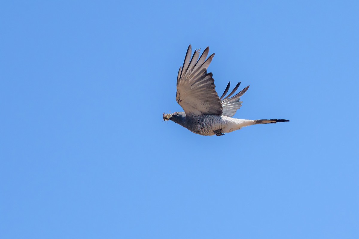 Ground Cuckooshrike - ML290344411