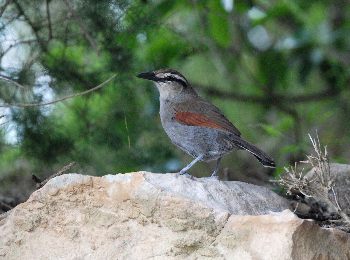 Southern Tchagra - ML290345471