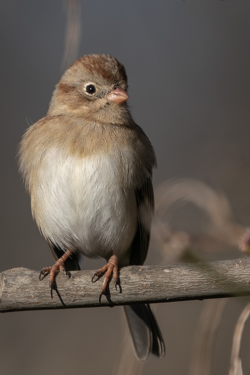 Field Sparrow - Bill Wood