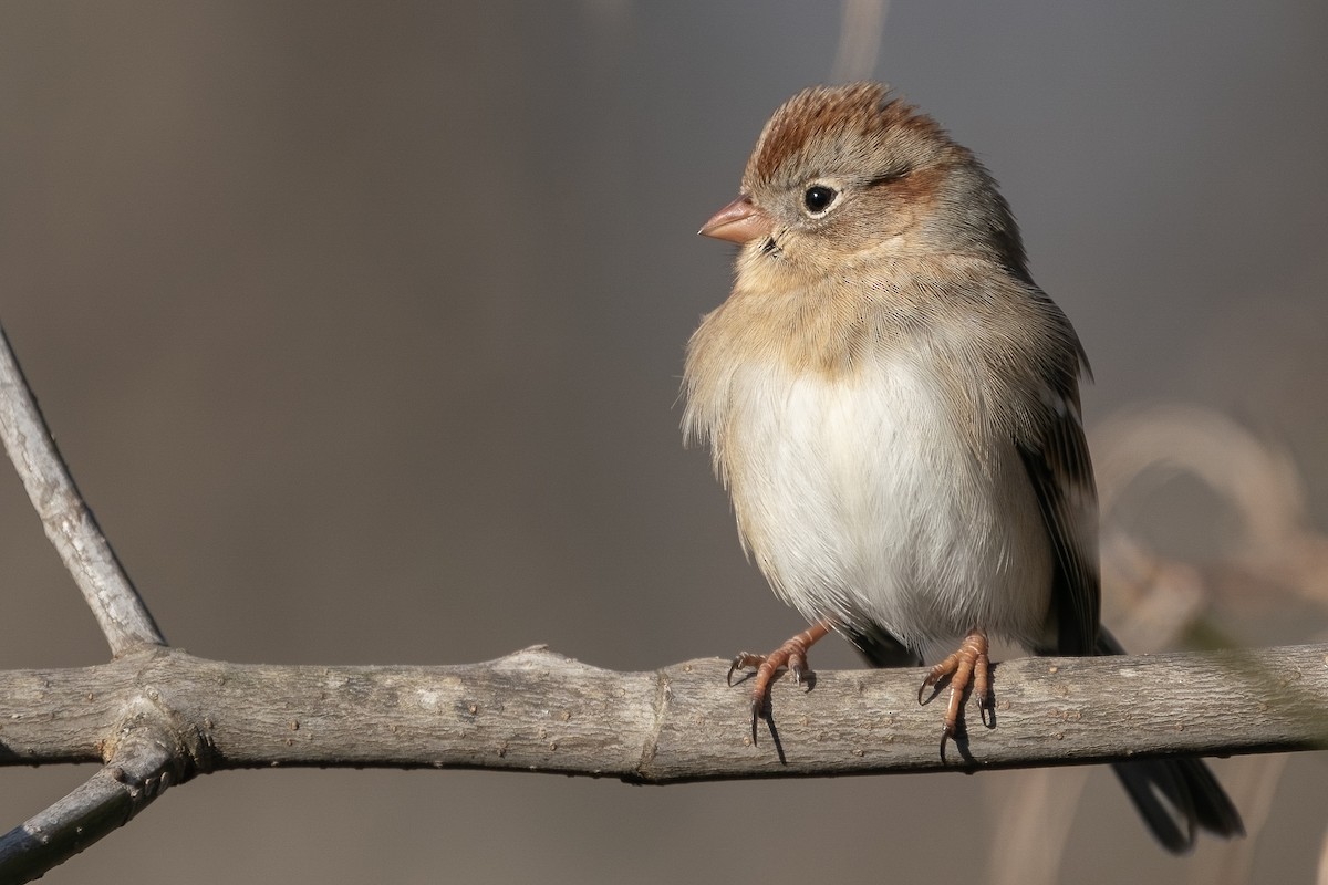 Field Sparrow - ML290346961