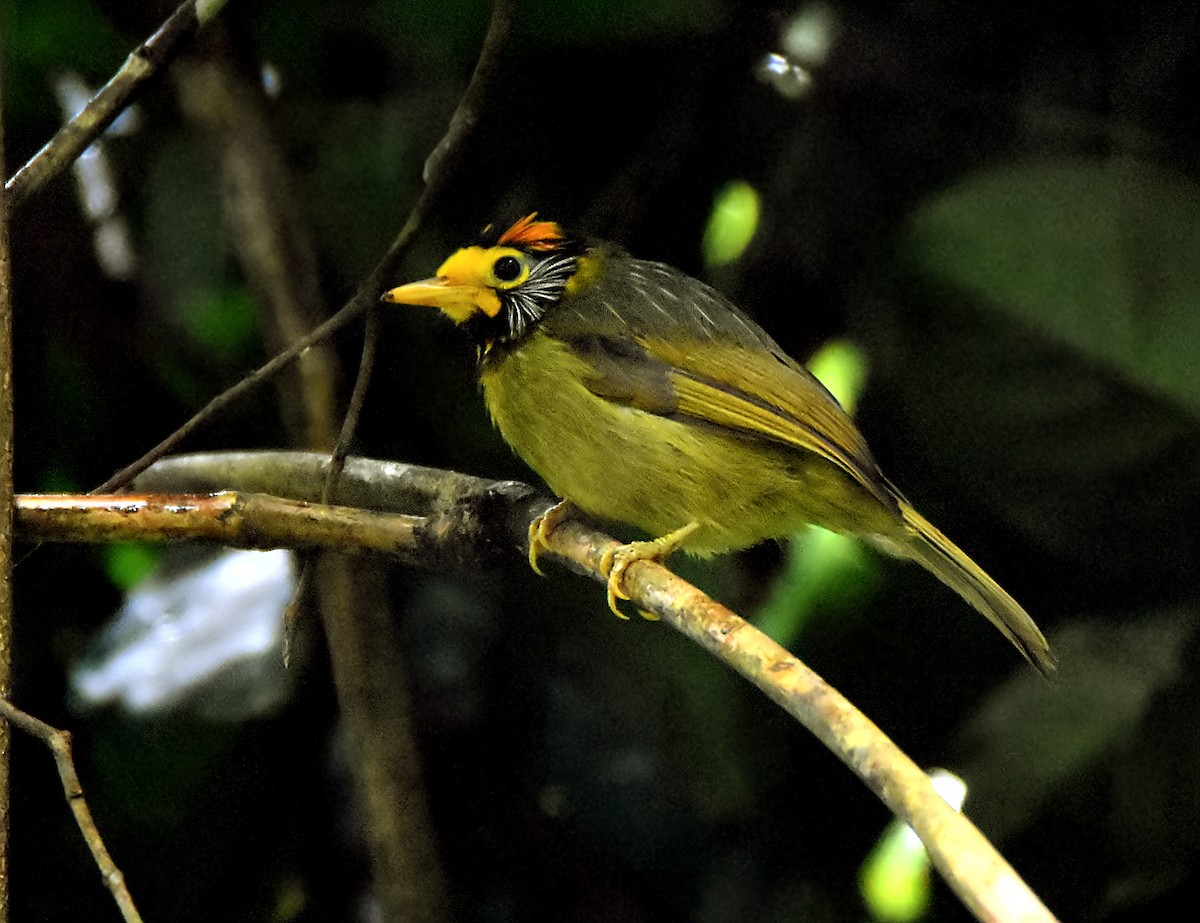 Flame-templed Babbler - Chris Chafer