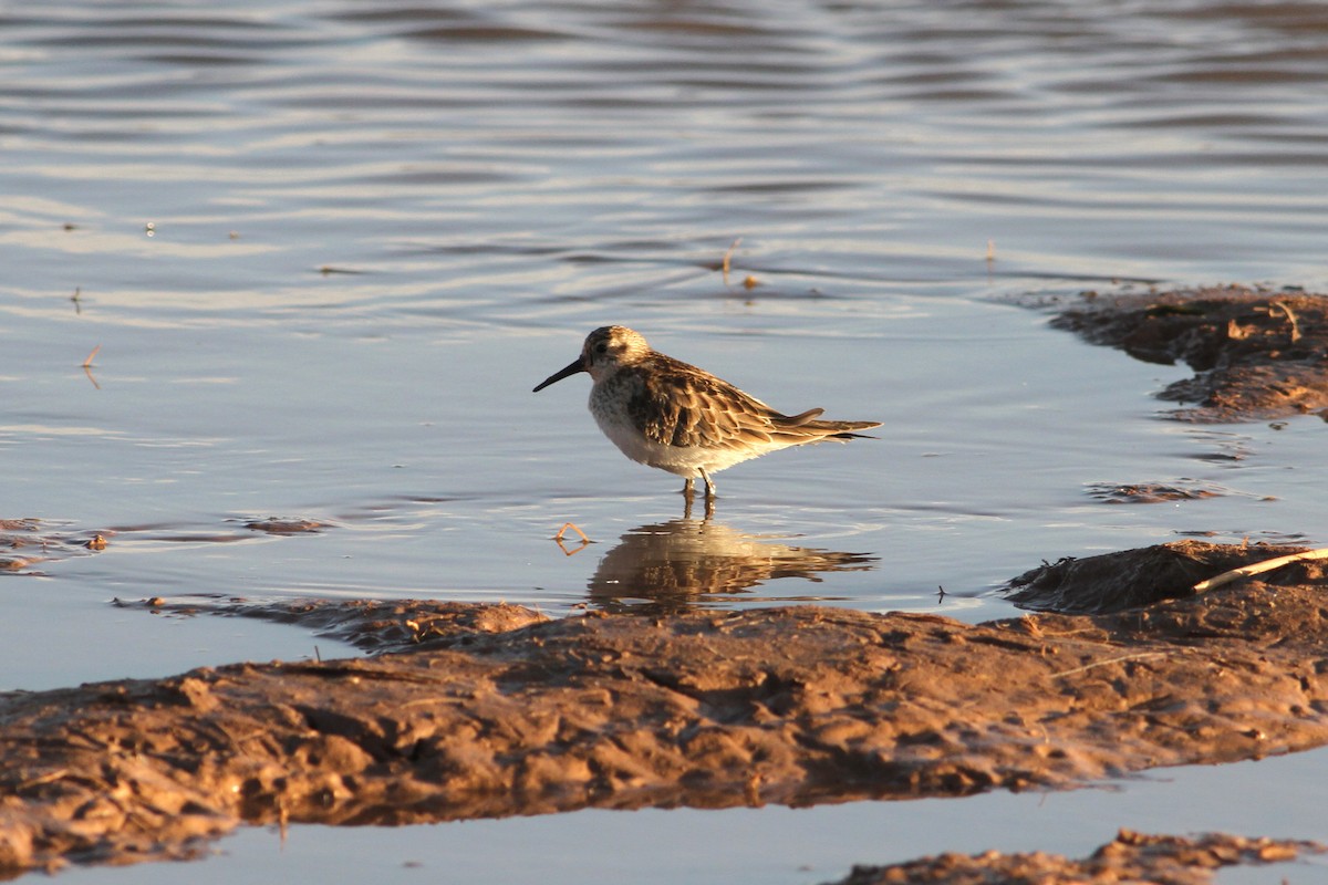 Baird's Sandpiper - ML290349401