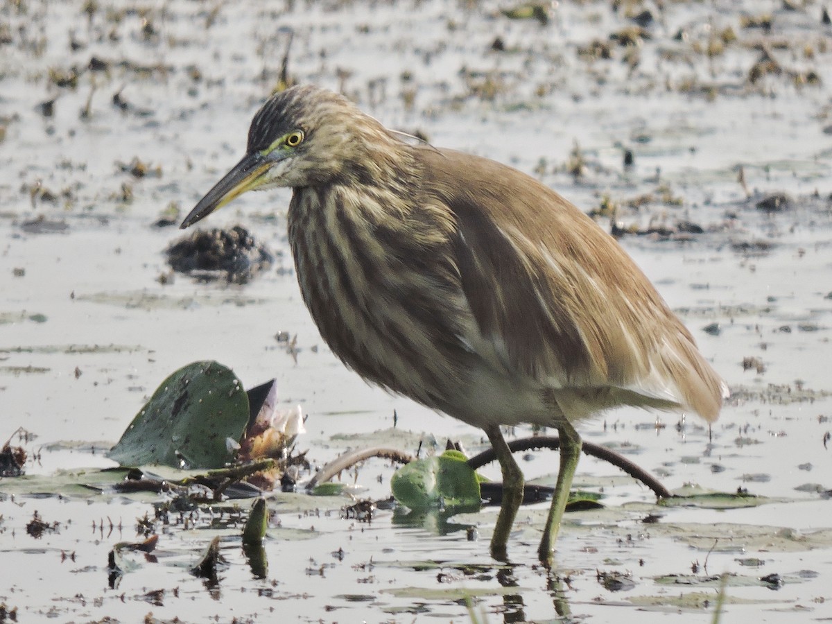 Indian Pond-Heron - ML290350931