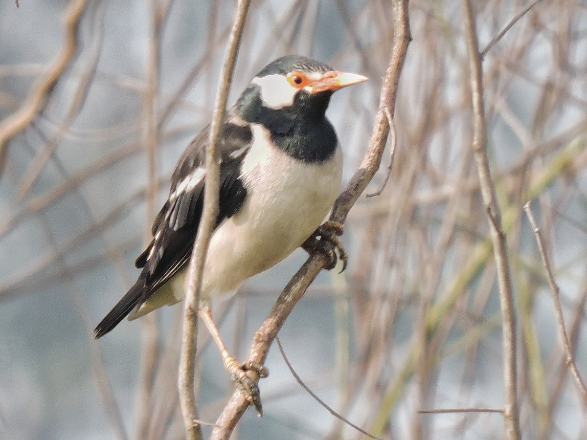 Indian Pied Starling - ML290350981