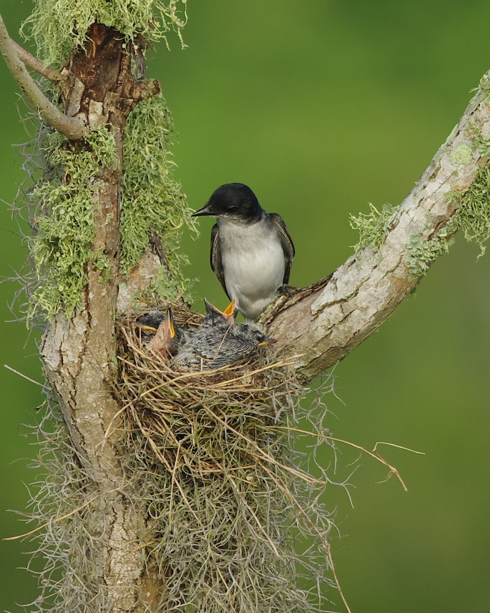 Eastern Kingbird - Stephen Mann