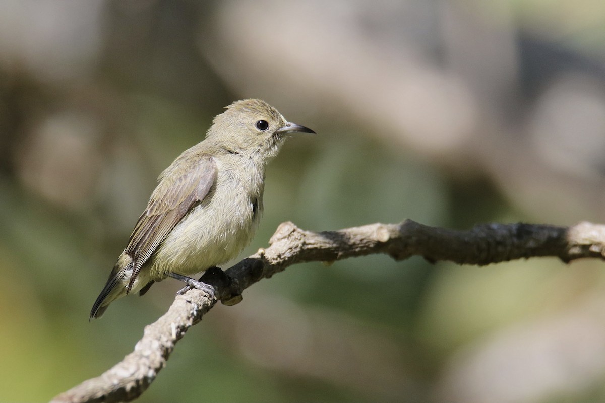 Plain Flowerpecker - Jens Toettrup