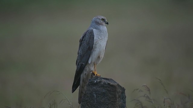 Pallid Harrier - ML290354491