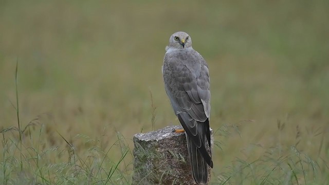 Pallid Harrier - ML290354791