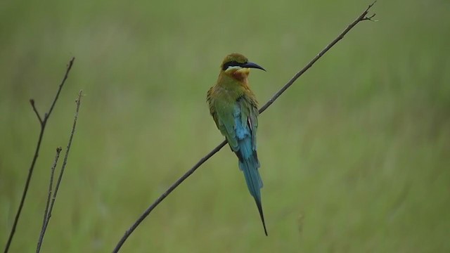 Blue-tailed Bee-eater - ML290355901