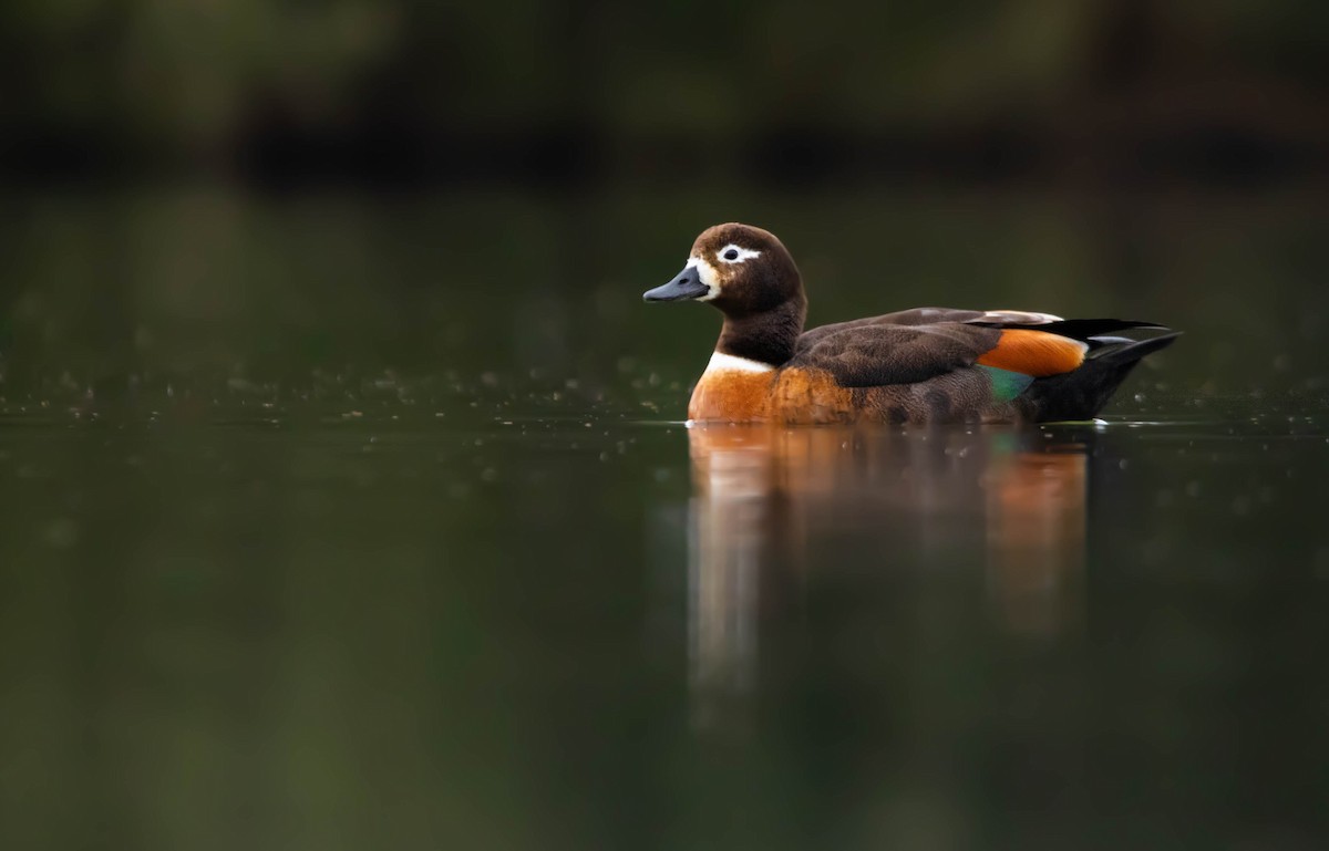 Australian Shelduck - ML290356251