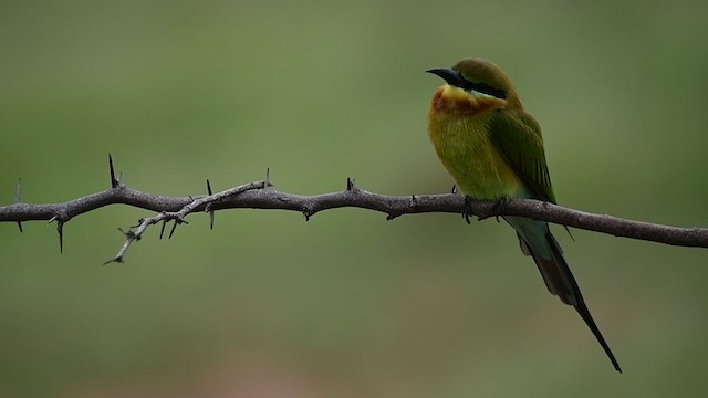 Blue-tailed Bee-eater - ML290357321