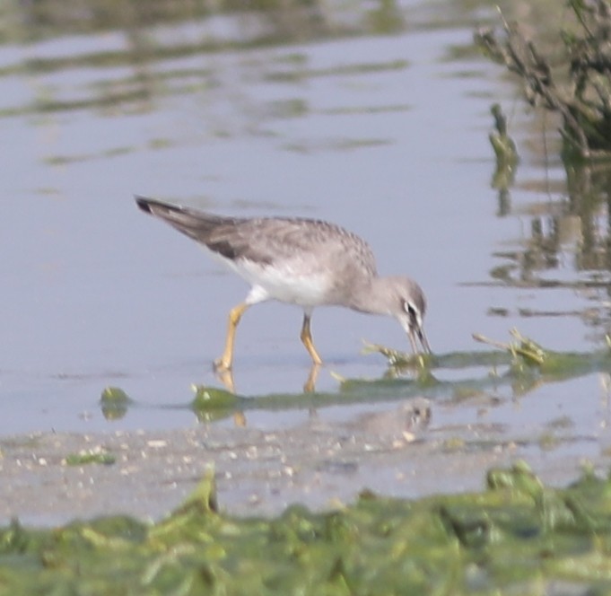 Grauschwanz-Wasserläufer - ML290358561