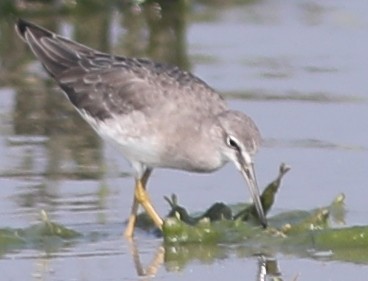 Grauschwanz-Wasserläufer - ML290358721