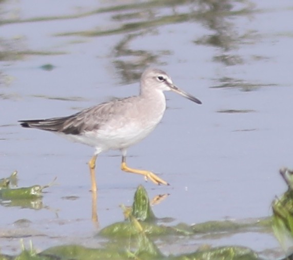 Grauschwanz-Wasserläufer - ML290359071