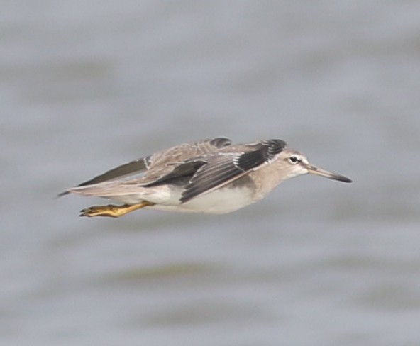 Gray-tailed Tattler - ML290359181