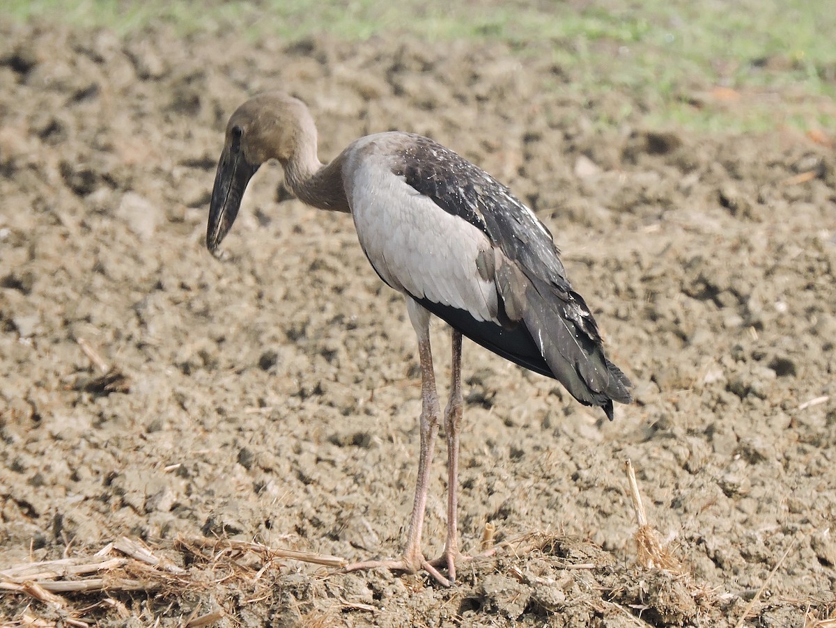 Asian Openbill - ML290363161