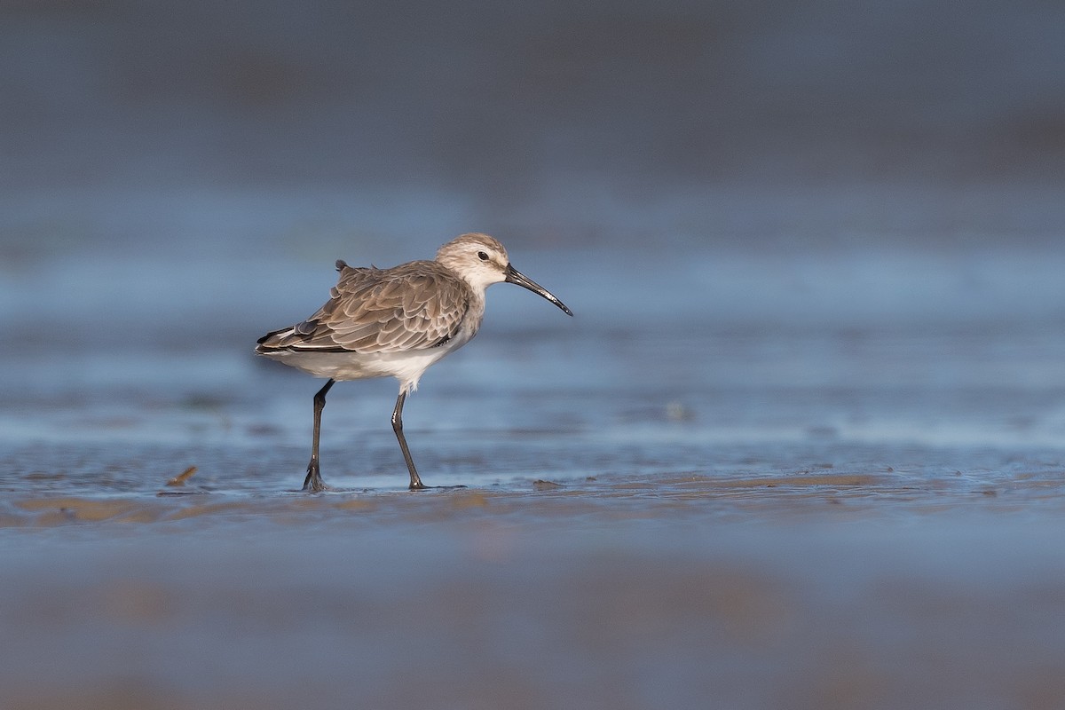 Curlew Sandpiper - ML290363211