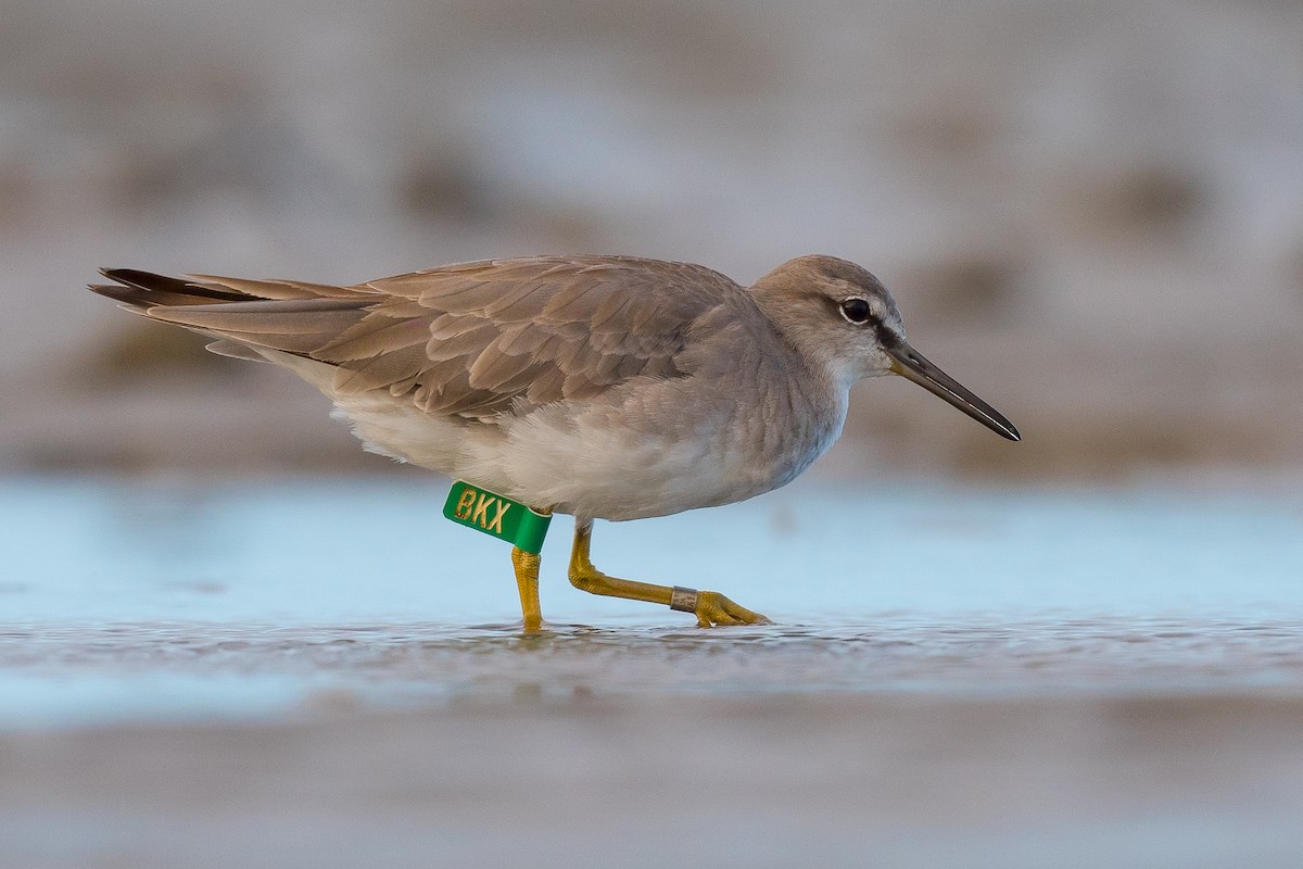 Gray-tailed Tattler - Terence Alexander