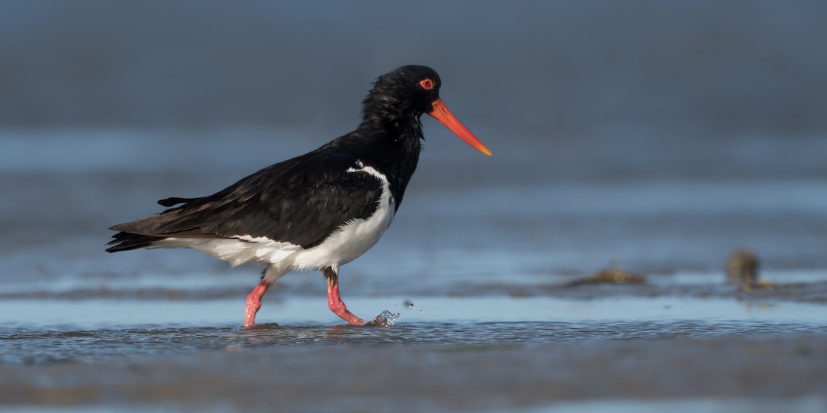 Pied Oystercatcher - ML290364521