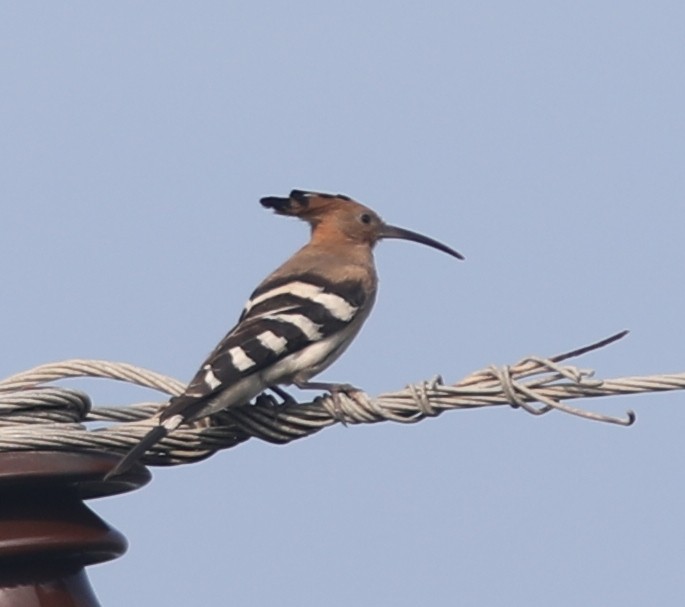 Eurasian Hoopoe - ML290365191