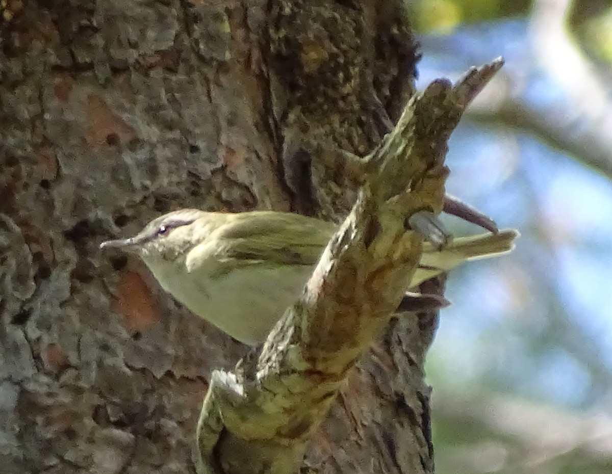 Kızıl Gözlü Vireo - ML29036541