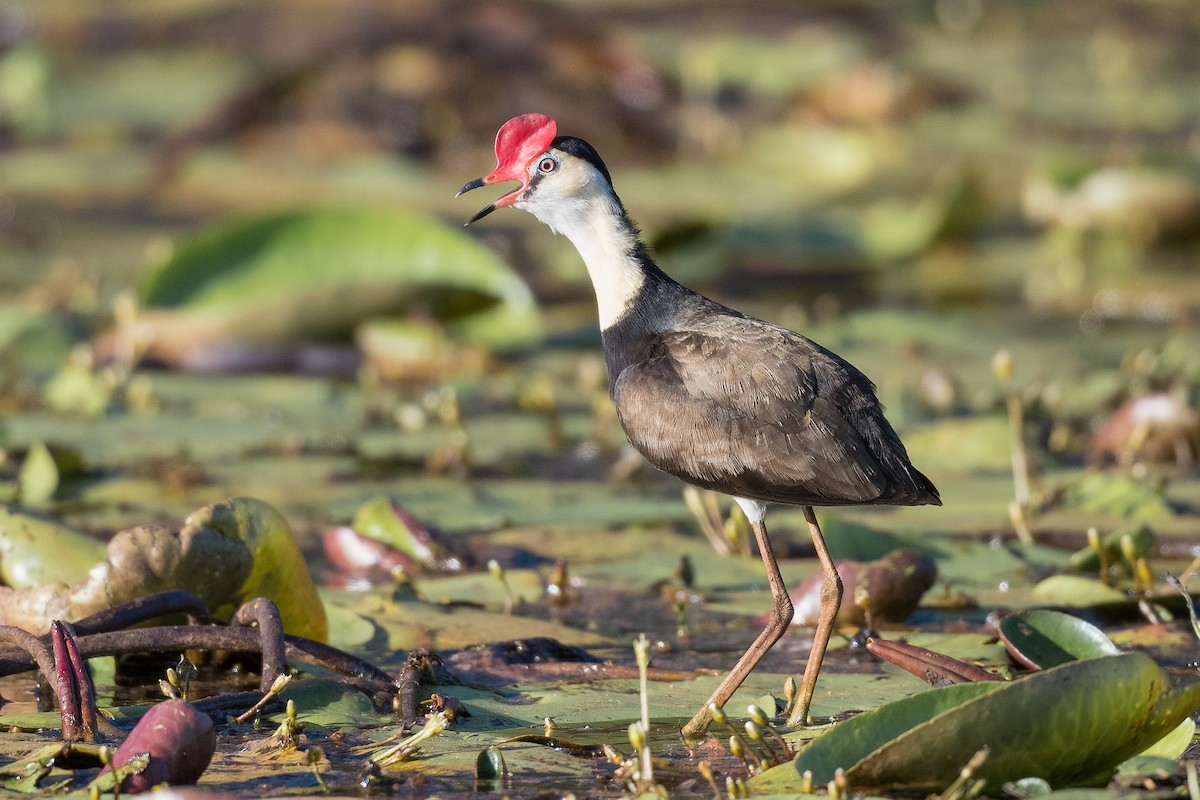 Comb-crested Jacana - ML290366261