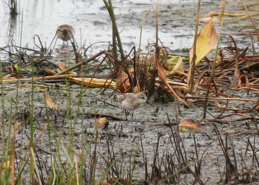 Western Sandpiper - ML290367461