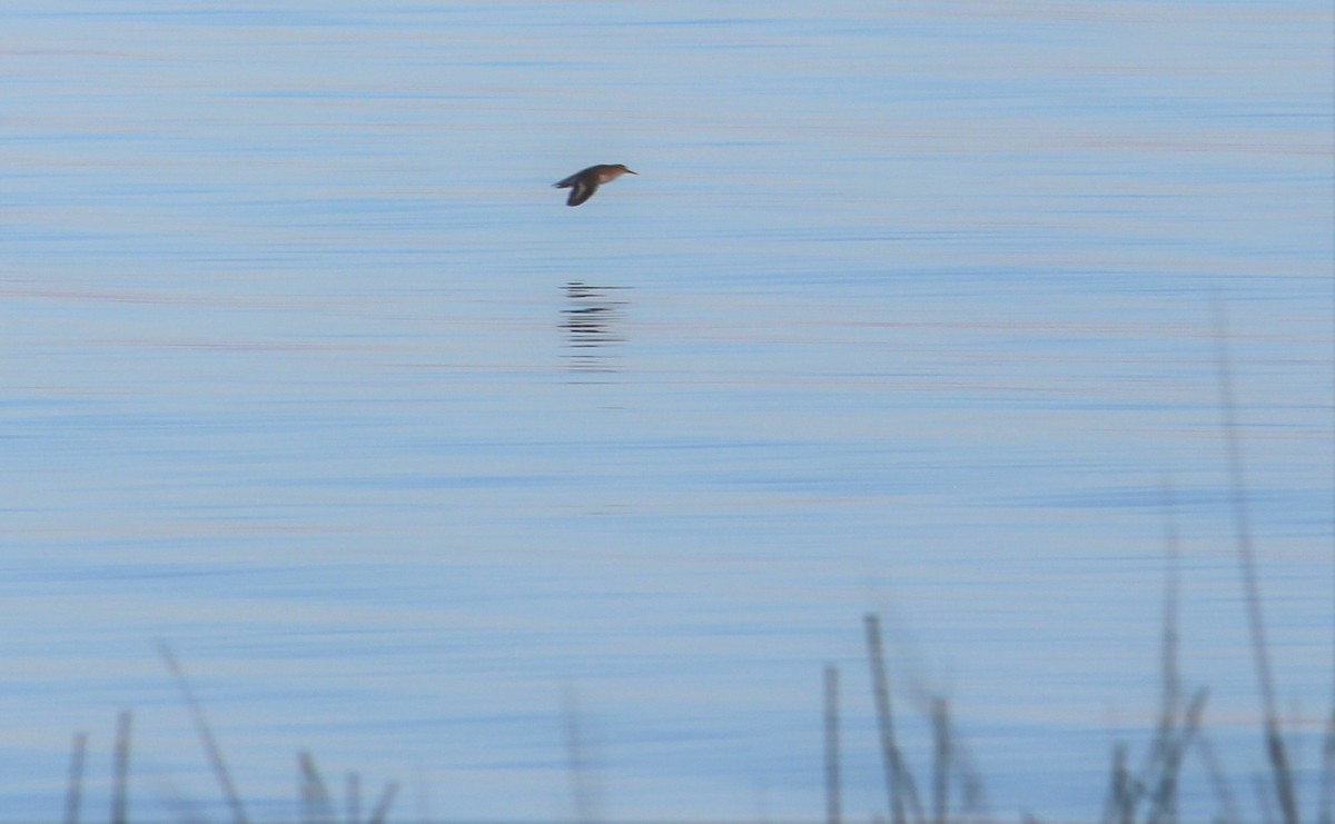 Spotted Sandpiper - ML290368471