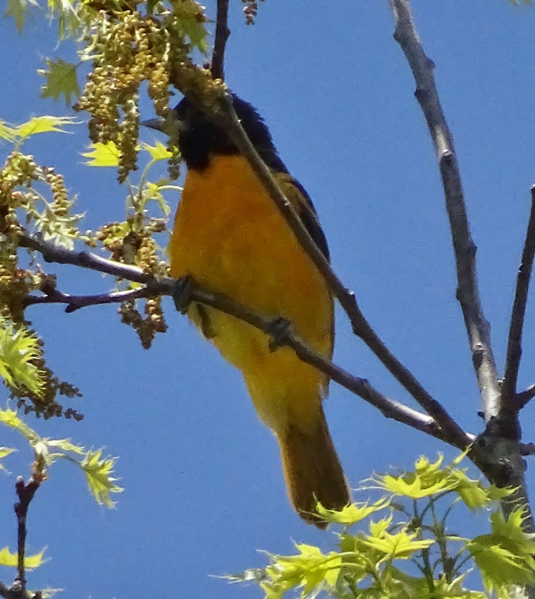 Baltimore Oriole - ML29036851