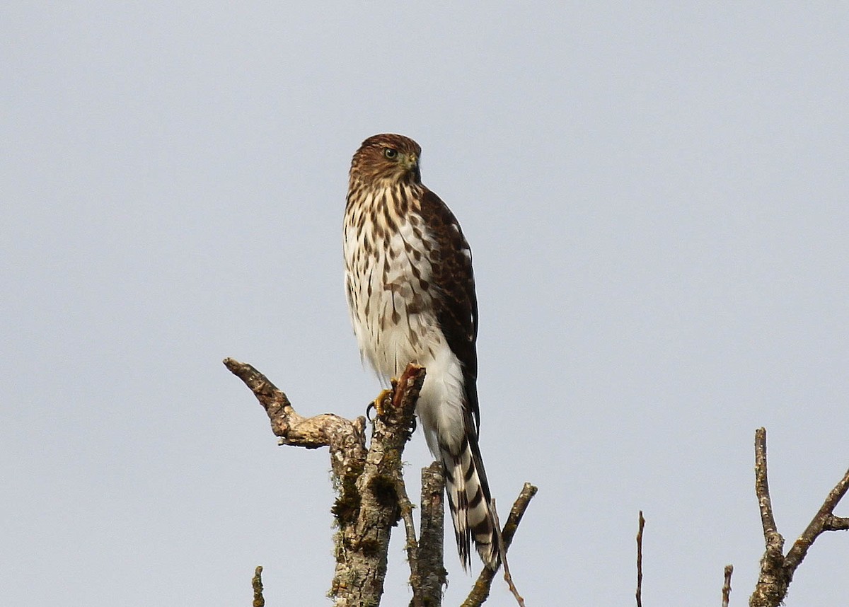 Cooper's Hawk - ML290368701