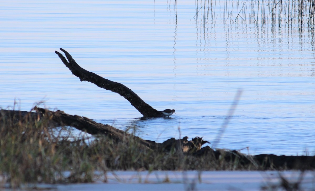 Spotted Sandpiper - ML290368871