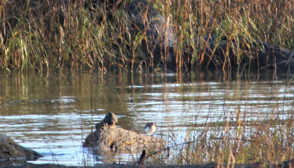 Spotted Sandpiper - ML290369411