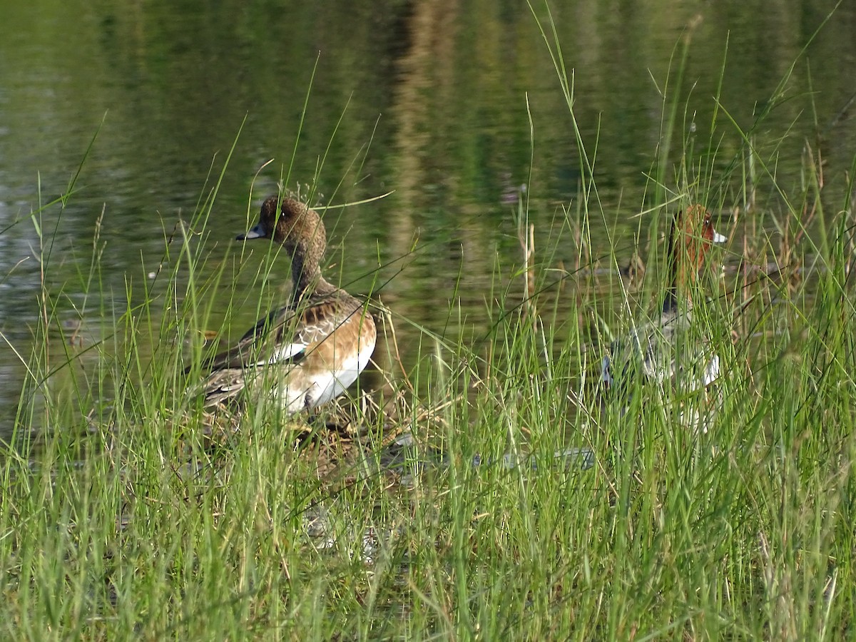 Eurasian Wigeon - ML290370171