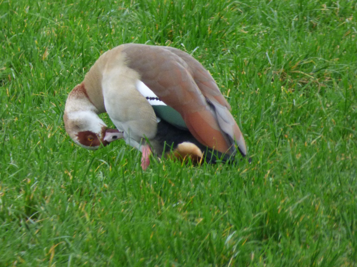 Egyptian Goose - ML290371511