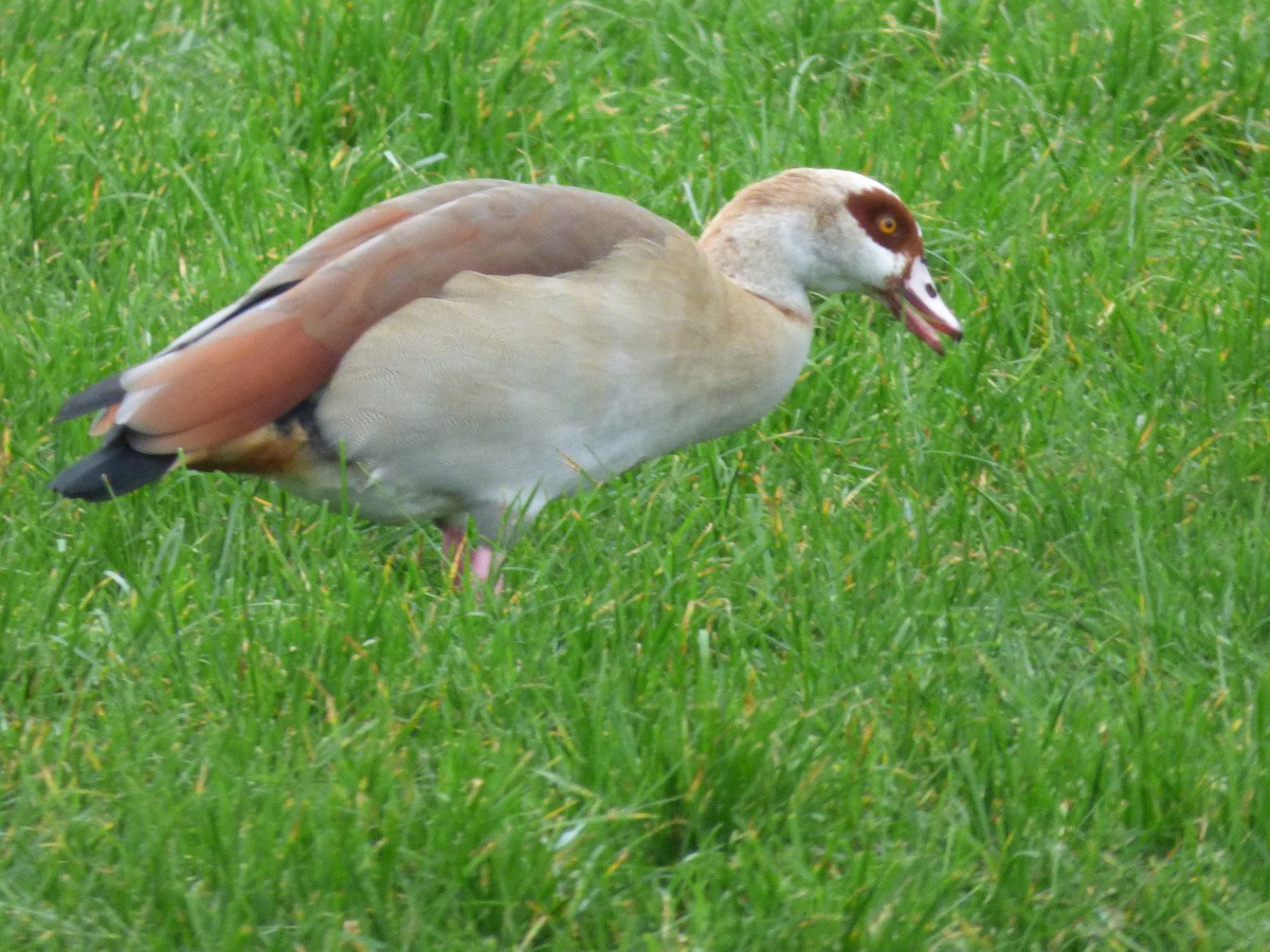 Egyptian Goose - ML290371521